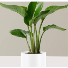 Product image of Bird of Paradise Plant