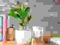 A ZZ plant in a grey pot sitting on a desk with books.
